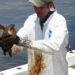 A veterinarian prepares to clean an oil-covered Kemp's ridley turtle after the BP Deepwater Horizon oil spill. (NOAA, CC BY 2.0, via Wikimedia Commons)