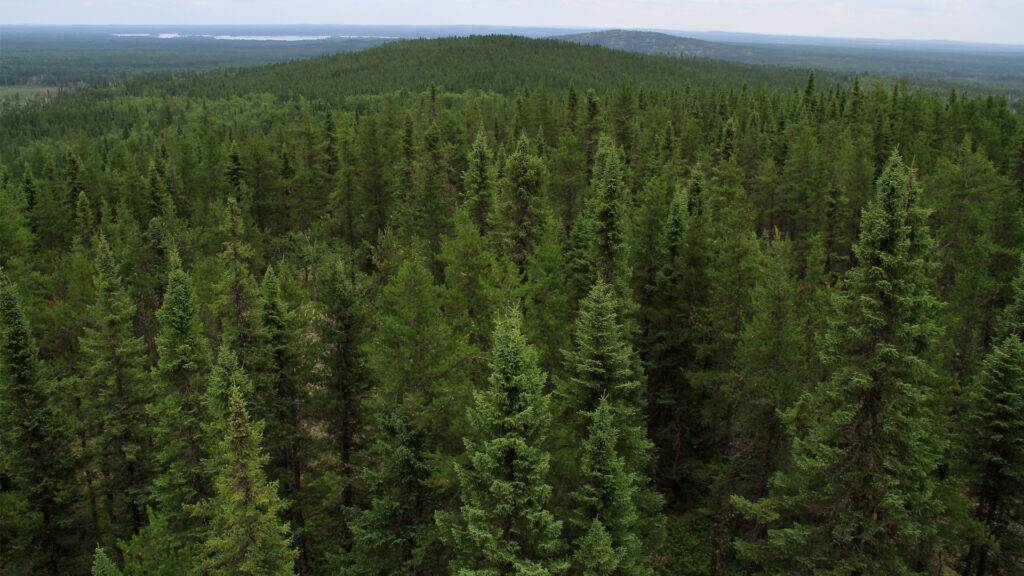 The boreal forest in Canada (iStock image)