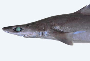 Gulper sharks are long, slim, deep-water dwellers, typically around 3 to 5 feet long. (D Ross Robertson/Smithsonian via Wikimedia Commons)