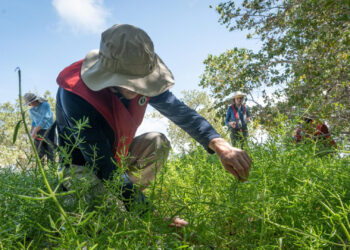 Conservationists comb the wilds of Rookery Bay gathering native seeds threatened by rising seas and rampant storms. (Photo by John Eder/Naples Botanical Garden)