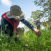 Conservationists comb the wilds of Rookery Bay gathering native seeds threatened by rising seas and rampant storms. (Photo by John Eder/Naples Botanical Garden)