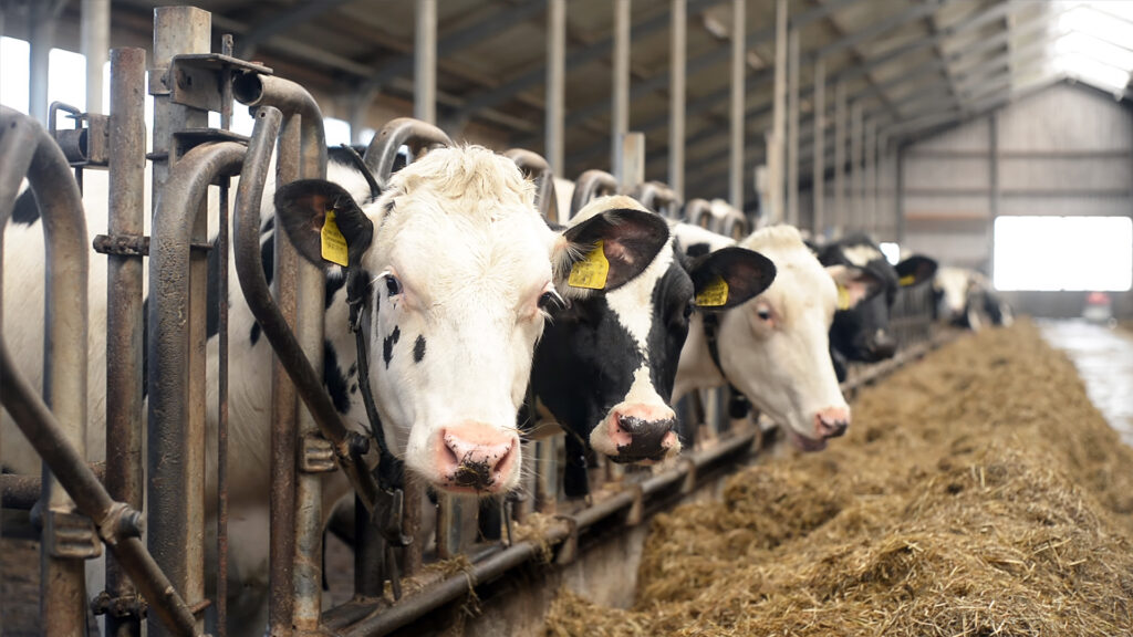Cows at a dairy (iStock image)
