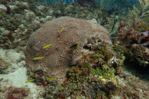 A colony of great star coral in Port Everglades in September 2024. (Credit: Amalia Seigel/University of Miami)