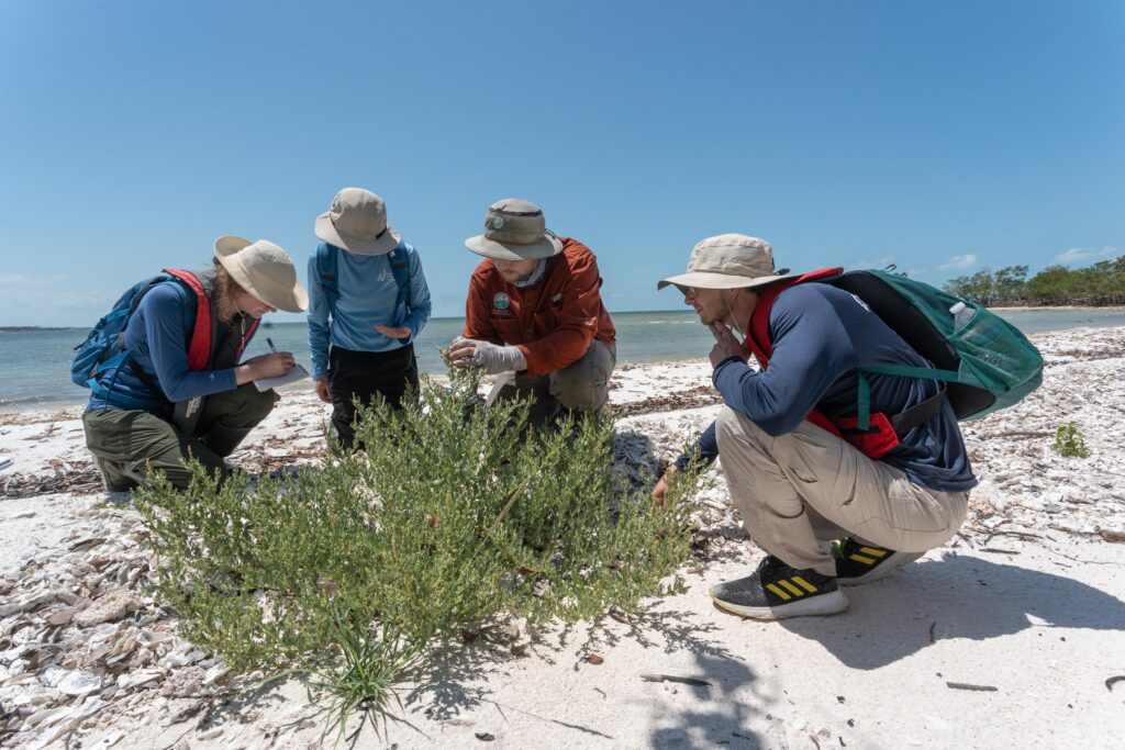 The team records data and collects seeds along the shores of Camp Lulu Key. (Photo by John Eder/Naples Botanical Garden)