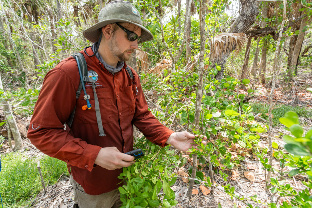 Jared Franklin, Rookery Bay’s stewardship coordinator, examines native plants on Cannon Island. (Photo by John Eder/Naples Botanical Garden)