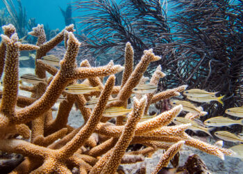 Staghorn coral are fast-growing, reef-building species that form tangled, antler-like thickets on the seafloor, providing habitat for marine life, (Credit: Liv Williamson)