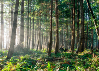 Sun shines through trees in an evergreen boreal forest. (iStock image)