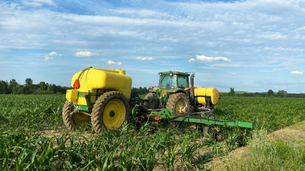 Corn sprayed with fertilizer in Alabama. Runoff of excess nutrients from farmland can fuel the growth of harmful algae blooms which can then boost populations of Vibrio and other disease-causing bacteria. (Image by Alabama Extension via Flickr, Public domain)