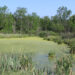 An algae-covered pond (Dwight Burdette, CC BY 3.0, via Wikimedia Commons)