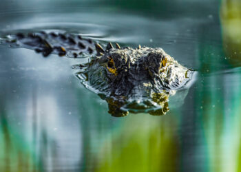 An alligator in a pond (iStock image)