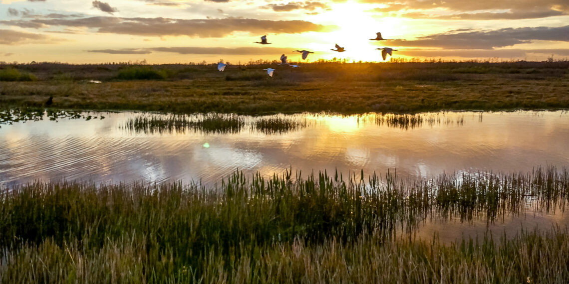 Birds flying over wetlands at sunset in Florida (iStock image)