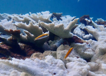 Bleached elkhorn corals at Horseshoe Reef, Key Largo, July 2023 (Photo by Kathryn Lesneski)