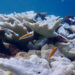 Bleached elkhorn corals at Horseshoe Reef, Key Largo, July 2023 (Photo by Kathryn Lesneski)