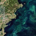 Phytoplankton blooms, seen by satellite in the Baltic Sea, pull carbon dioxide out of the atmosphere. (European Space Agency via Flickr, CC BY-SA)