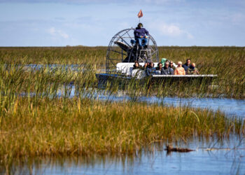 An airboat takes tourists on a tour of the Florida Everglades near Sawgrass Recreation Park in Weston on Nov. 12. (Credit: Jose Iglesias/Miami Herald)