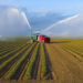 Crops are watered on a Florida farm (iStock image)