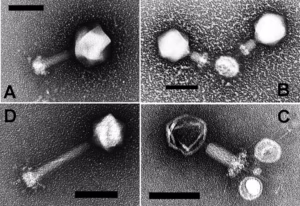 An electron microscope view shows examples of Prochlorococcus myoviruses. Images A and D show different viruses with their tails. In B and C, the tail is contracted. The black scale bar indicates a length of 100 nanometers. (MB Sullivan, et al., 2005, PLOS One, CC BY)