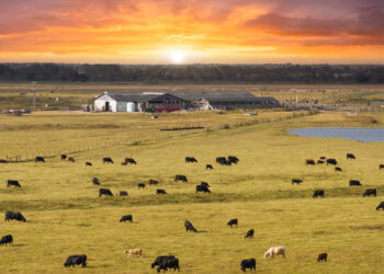 Cattle grazing on a ranch in Florida (iStock image)