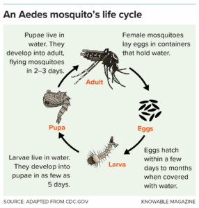 Aedes mosquitoes like Aedes aegypti have spread around the world in part due to their rapid life cycle and ability to reproduce in virtually any kind of water-holding container. (Knowable Magazine graphic)