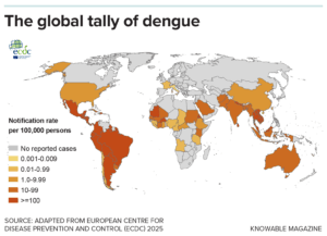 The expansion of the mosquito Aedes aegypti across the tropics has facilitated the spread of a virus that causes the deadly disease dengue; this map shows the number of dengue cases between November 2024 and October 2025. Experts blame 2024’s dengue uptick on a variety of factors, not least a wetter and hotter climate that year. They expect that climate change and urbanization will cause the warmth-loving mosquito to increasingly colonize temperate regions, including Europe and North America. (Knowable Magazine graphic)