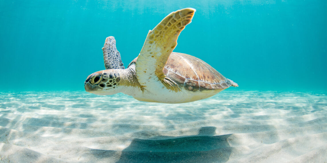 A green sea turtle swimming (iStock image)