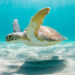 A green sea turtle swimming (iStock image)