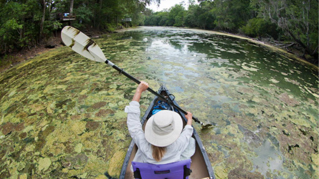 A canoeist's paddle scoops up algae on the Santa Fe River. (John Moran, Public domain, via Wikimedia Commons)