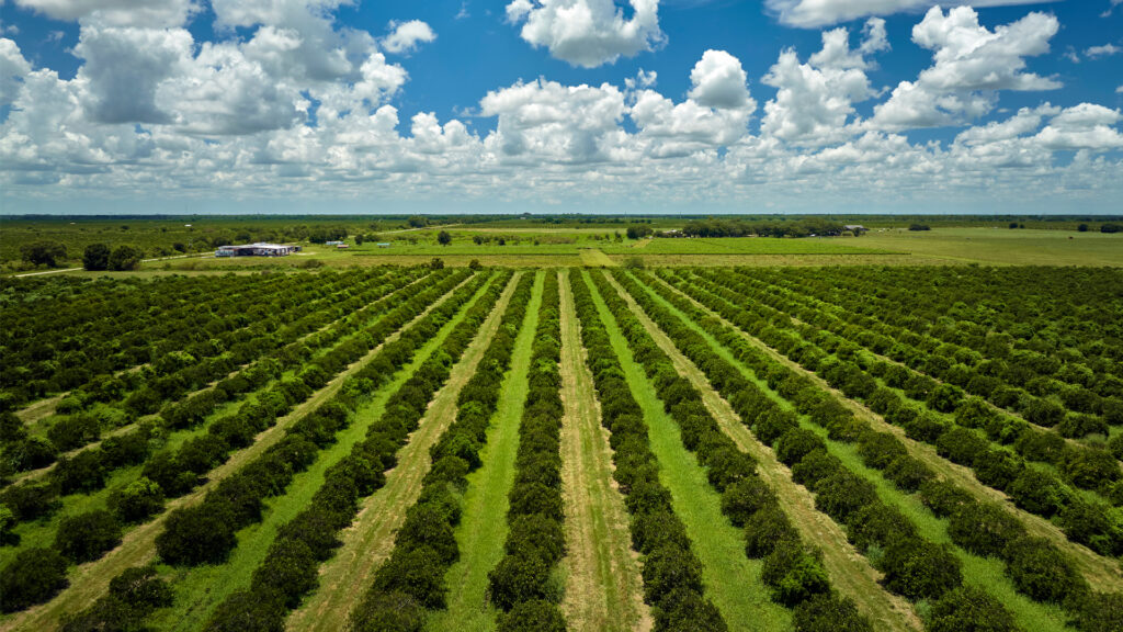 Orange groves on a farm in Florida (iStock image)
