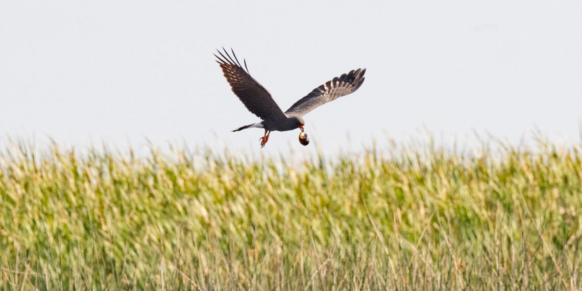 A snail kite carries an apple snail over Lake Okeechobee. (Photo: Sydney Walsh/Audubon)