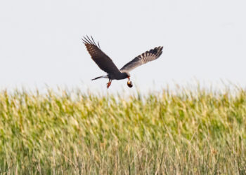 A snail kite carries an apple snail over Lake Okeechobee. (Photo: Sydney Walsh/Audubon)