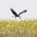 A snail kite carries an apple snail over Lake Okeechobee. (Photo: Sydney Walsh/Audubon)