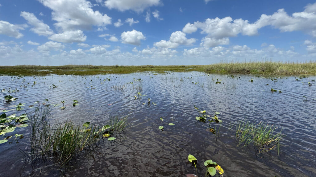Wetlands in the area of Alligator Alcatraz (iStock image)
