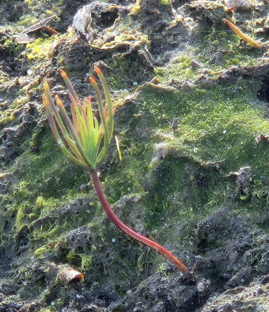 The drawdown of the Rodman Reservoir also revealed evidence of nature's resilience, as shown by tiny cypress seedlings (Photo provided by William McQuilkin)