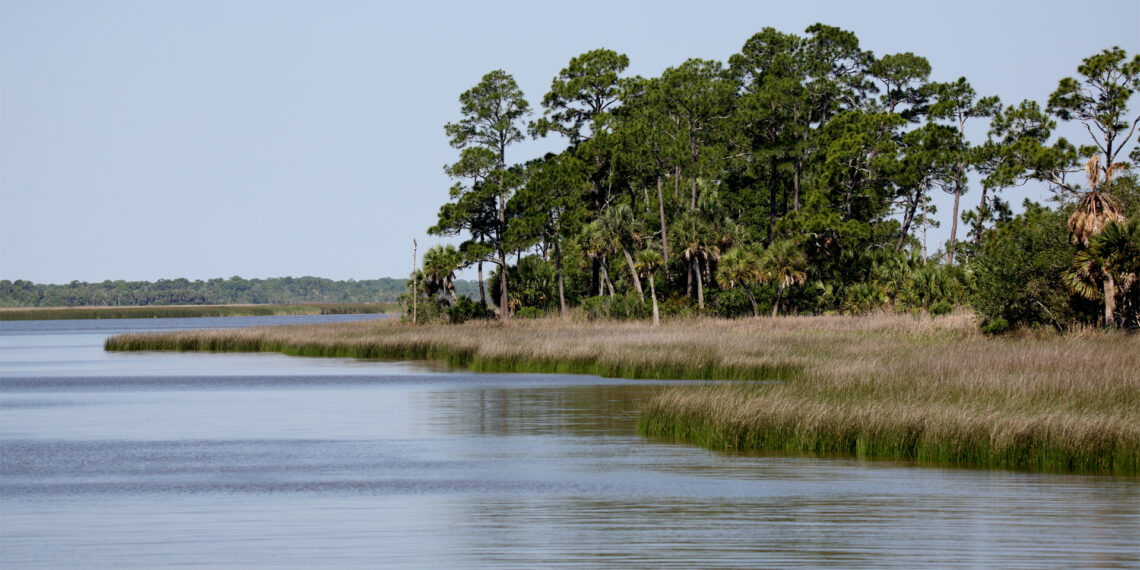 Apalachicola Bay shoreline (iStock image)