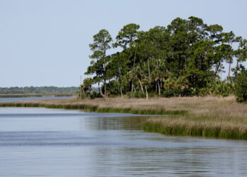 Apalachicola Bay shoreline (iStock image)