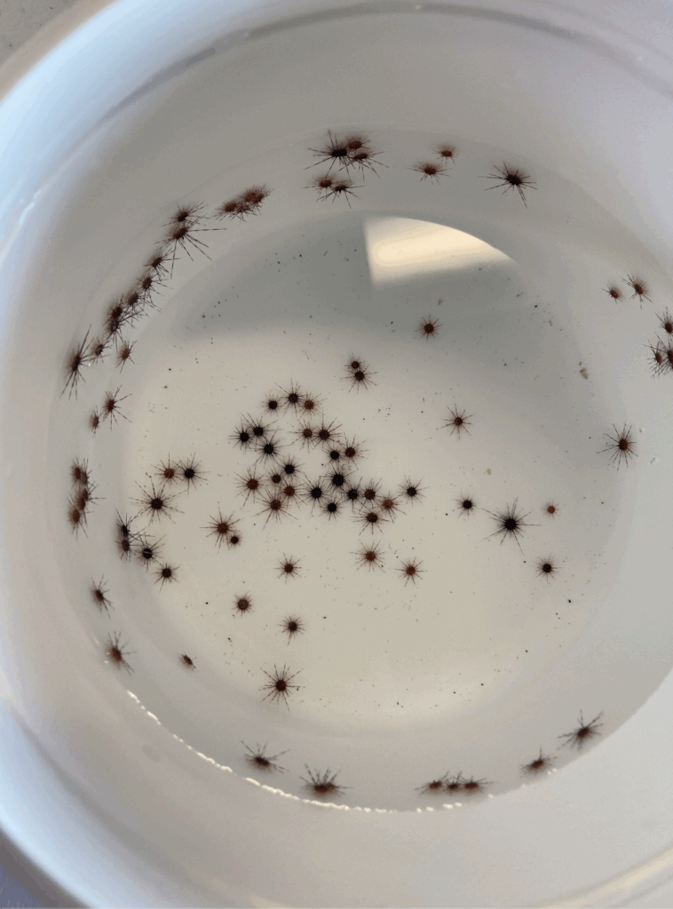 Baby sea urchins in a container in Josh Patterson’s lab in Apollo Beach. (Photo courtesy of Casey Hudspeth, UF/IFAS.)