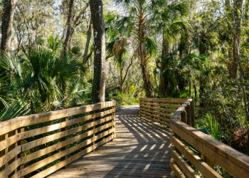 A boardwalk winds through Eureka Springs Conservation Park in Tampa (iStock image)
