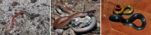 A Florida Keys mole skink, Rim Rock crowned snake and Key ring-necked snake: three species to become protected under the Endangered Species Act. (Credit: Florida Fish and Wildlife)