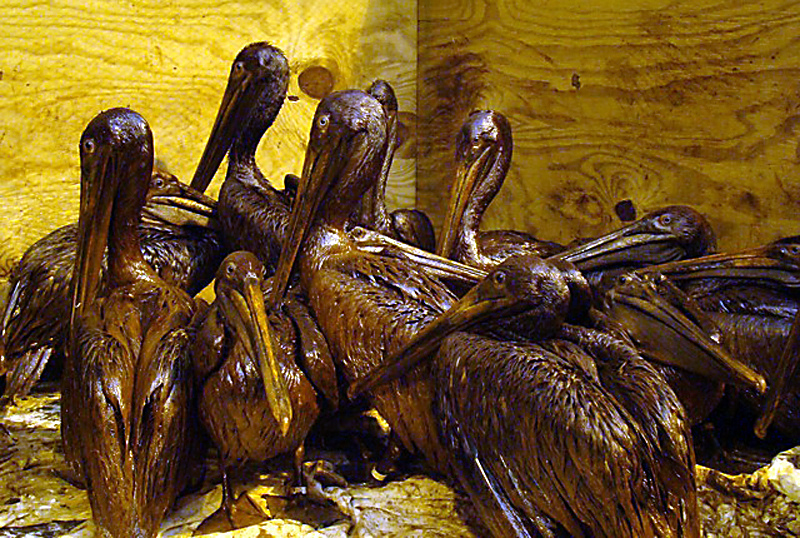 Heavily oiled brown pelicans waiting to be cleaned following the BP Deepwater Horizon oil spill in 2010. (International Bird Rescue Research Center, CC BY 2.0, via Wikimedia Commons)