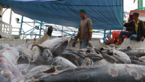 Tuna being brought to a port in Indonesia (Dzikra Imron, CC BY-SA 4.0, via Wikimedia Commons)