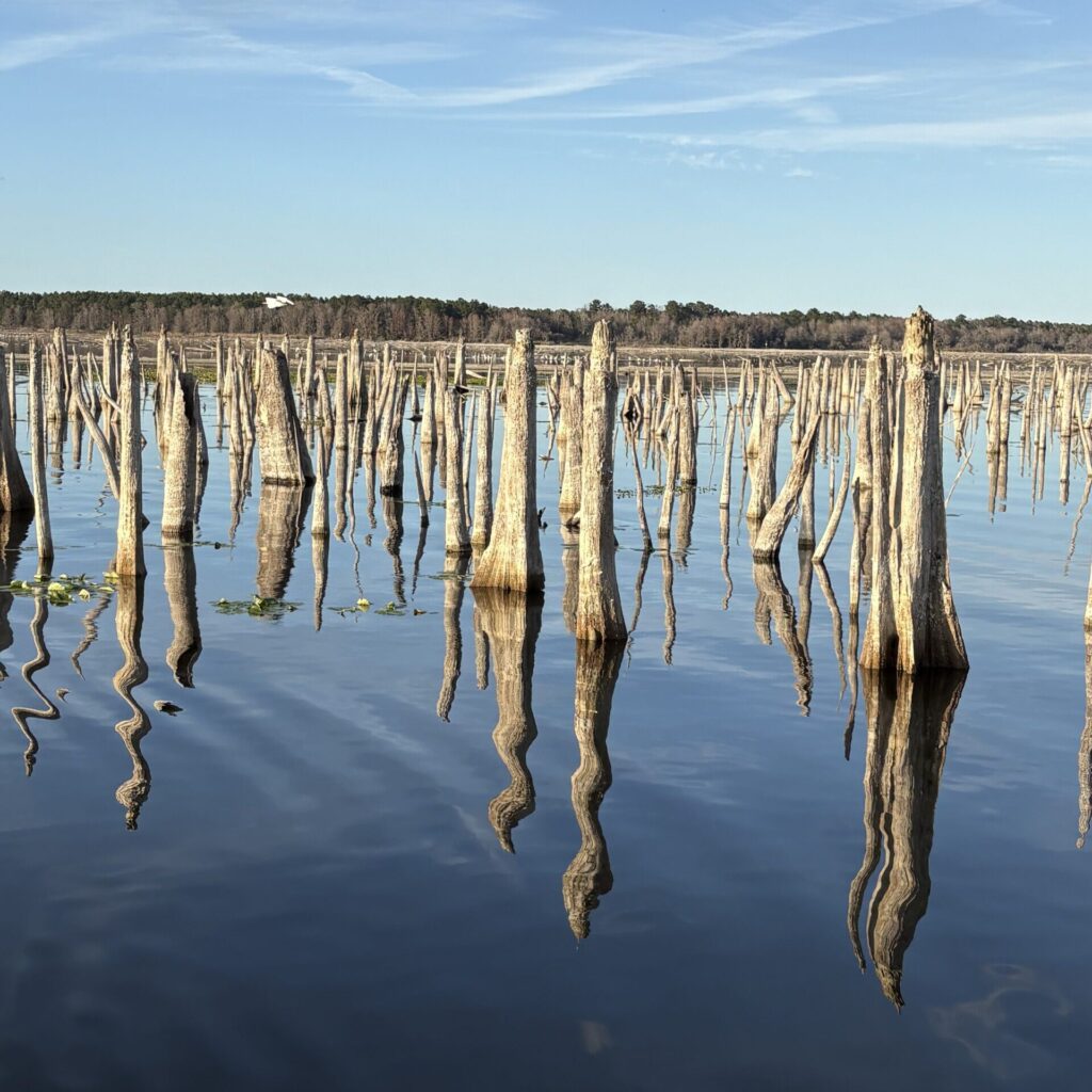 A ghostly forest of dead trees is seen along the Ocklawaha River. The tree stumps date to the time that the river was dammed for the Cross Florida Barge Canal, and are visible about every five years when the Rodman Reservoir is in drawdown. (Photo provided by William McQuilkin)