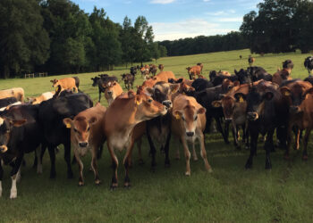 Meghan Austin and her family operate a pasture-based dairy. Their cows are rotationally grazed, moving through a series of paddocks so grass can recover and soils can recharge. (Photo courtesy of Meghan Austin)