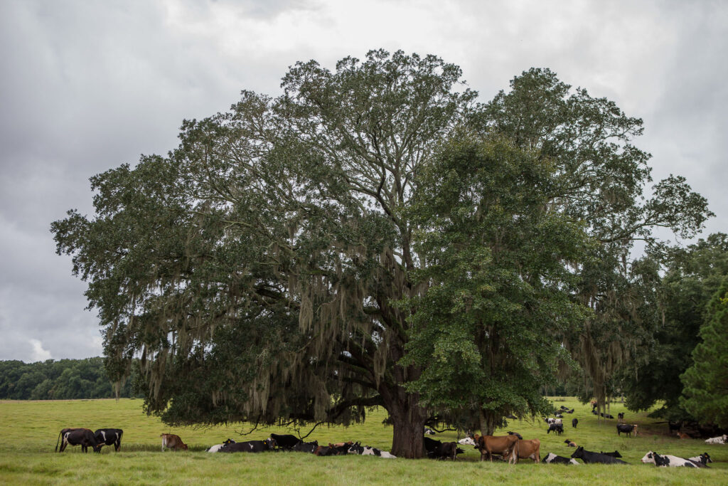 Meghan Austin and her family operate a pasture-based dairy. Their cows are rotationally grazed, moving through a series of paddocks so grass can recover and soils can recharge. (Photo courtesy of Meghan Austin)
