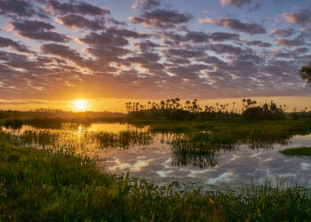 Sunrise at Orlando Wetlands Park (iStock image)