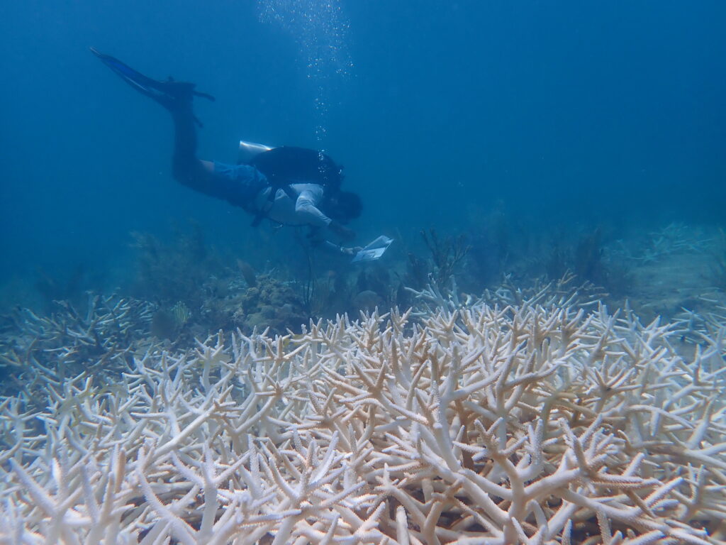 Rosenstiel scientist Fabrizio Lepiz-Conejo surveys a colony of staghorn corals on Yung's Reef after the 2023 marine heatwave. (Photo: Cailyn Joseph)