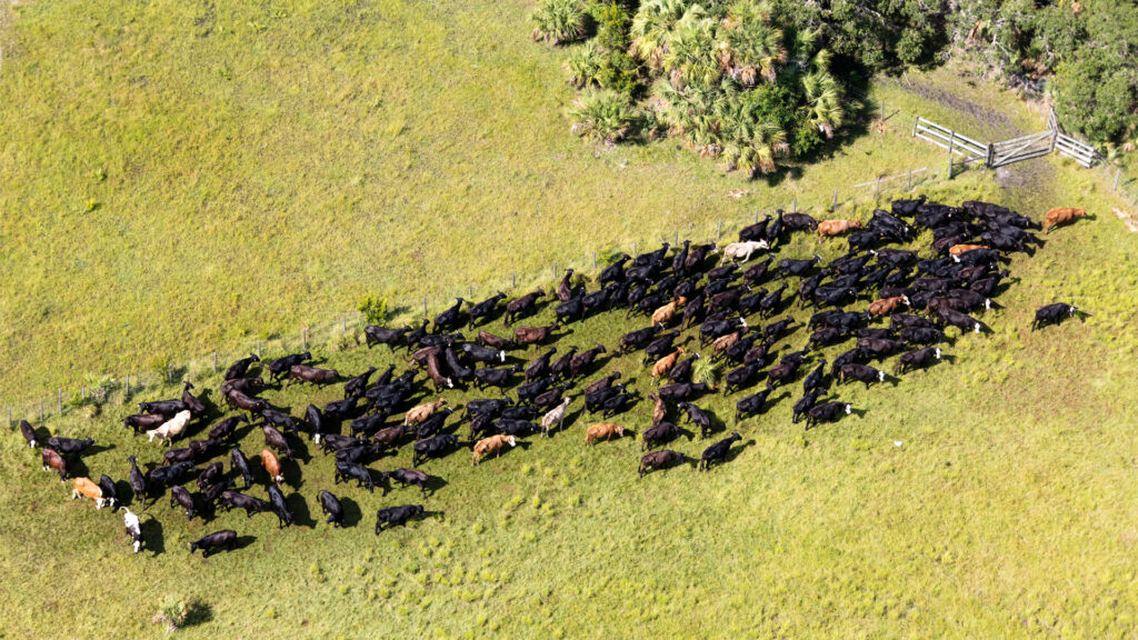 An aerial view of cattle grazing in Florida (iStock image)