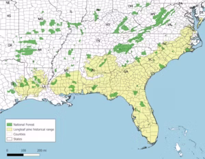 Historically, the longleaf pine forest had a vast range. (Andrea De Stefano, CC BY)