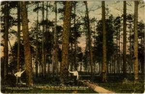A postcard from the early 20th century shows people standing next to longleaf pine trees in Mississippi. (Mississippi Department of Archives and History via Wikimedia Commons)