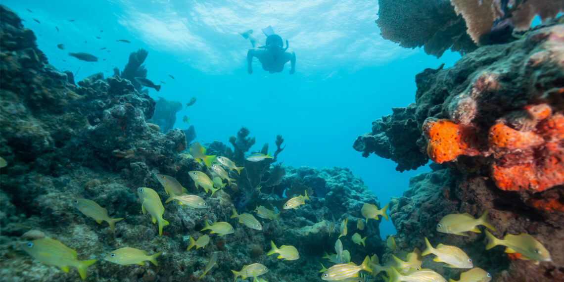 A snorkeler explore a coral reef off the Florida Keys (iStock image)
