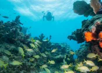 A snorkeler explore a coral reef off the Florida Keys (iStock image)